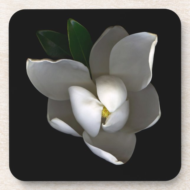 Flowers | Single White Magnolia Blossom Beverage Coaster (Front)