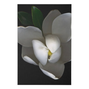 Flowers   Single White Magnolia Blossom Faux Canvas Print