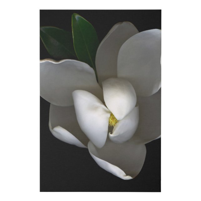 Flowers | Single White Magnolia Blossom Faux Canvas Print (Front)