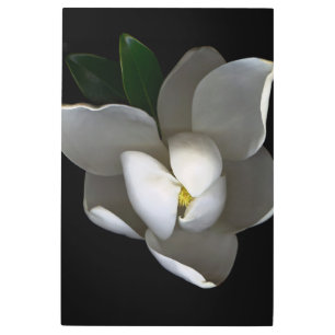 Flowers Single White Magnolia Blossom Metal Print