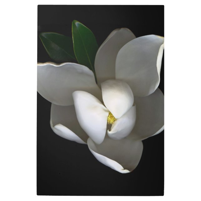 Flowers | Single White Magnolia Blossom Metal Print (Front)