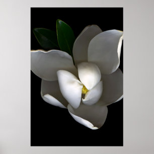 Flowers Single White Magnolia Blossom Poster