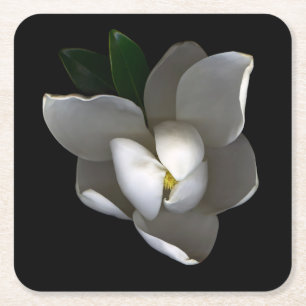 Flowers   Single White Magnolia Blossom Square Paper Coaster