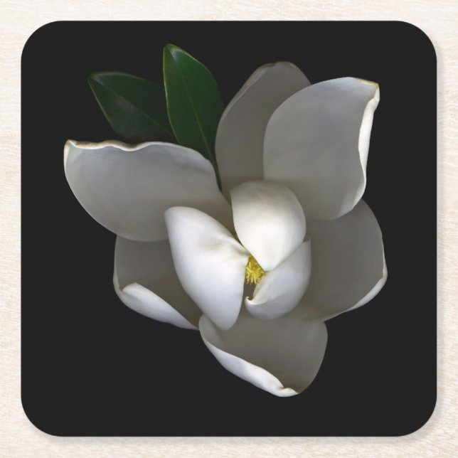 Flowers | Single White Magnolia Blossom Square Paper Coaster (Front)
