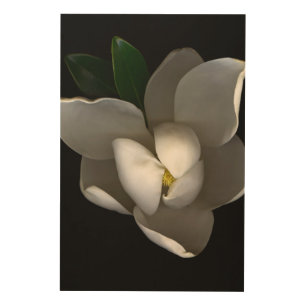 Flowers Single White Magnolia Blossom Wood Wall Art