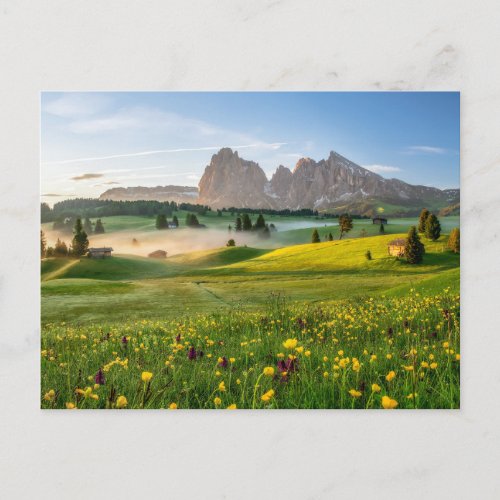 Flowers  Spring Alpe di Siusi Langkofel Postcard