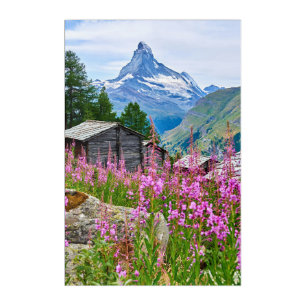Flowers   Summer Matterhorn Switzerland Acrylic Print