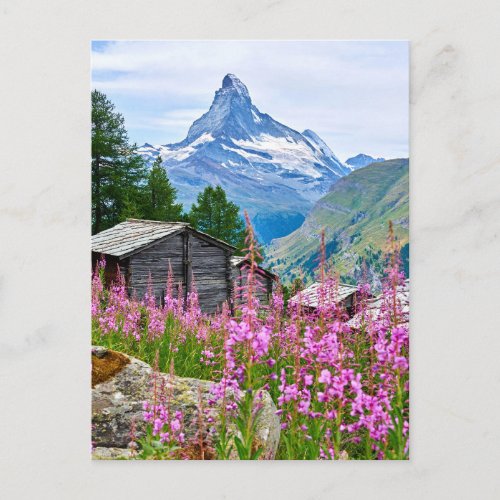 Flowers  Summer Matterhorn Switzerland Postcard
