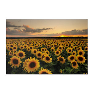 Flowers Sunflower Field Acrylic Print