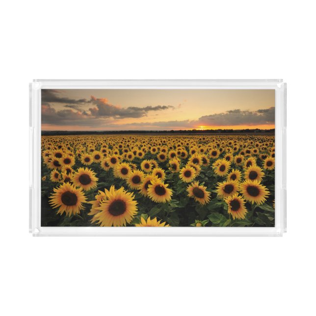 Flowers | Sunflower Field Acrylic Tray (Front)