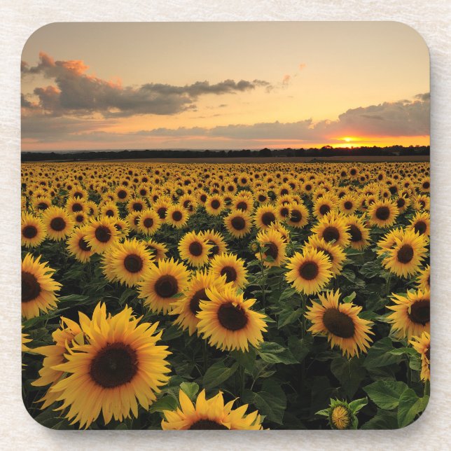 Flowers | Sunflower Field Beverage Coaster (Front)