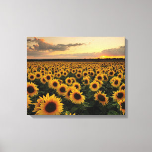 Flowers   Sunflower Field Canvas Print