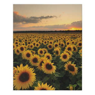 Flowers Sunflower Field Faux Canvas Print