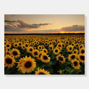 Flowers   Sunflower Field Foam Board