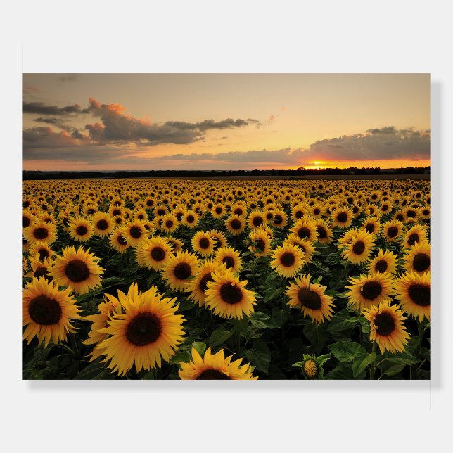 Flowers | Sunflower Field Foam Board (Front)