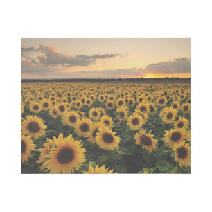 Flowers Sunflower Field Gallery Wrap