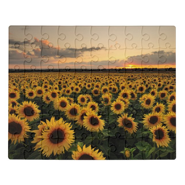 Flowers | Sunflower Field Jigsaw Puzzle (Puzzle Horizontal)
