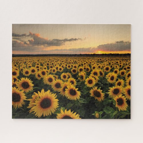 Flowers  Sunflower Field Jigsaw Puzzle