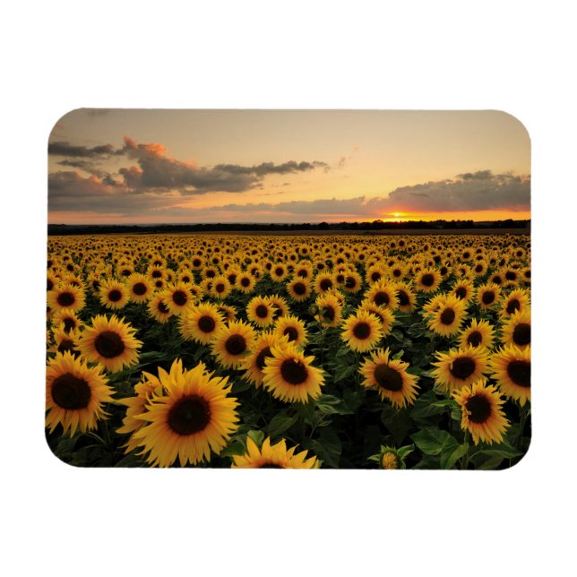 Flowers | Sunflower Field Magnet (Horizontal)