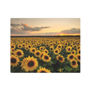 Flowers Sunflower Field Metal Print