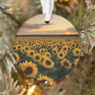 Flowers   Sunflower Field Ornament
