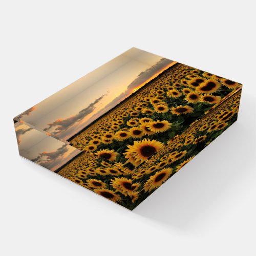 Flowers  Sunflower Field Paperweight