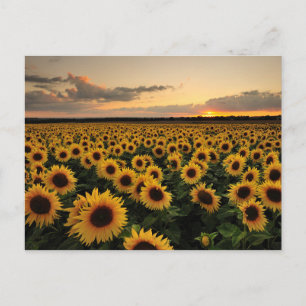 Flowers Sunflower Field Postcard