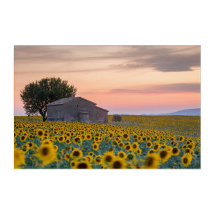 Flowers Sunflower Field Provence, France Acrylic Print