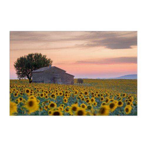 Flowers  Sunflower Field Provence France Acrylic Print