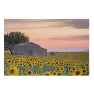 Flowers Sunflower Field Provence, France Faux Canvas Print