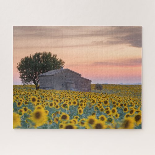 Flowers  Sunflower Field Provence France Jigsaw Puzzle