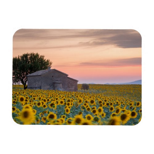 Flowers  Sunflower Field Provence France Magnet