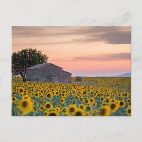 Flowers  Sunflower Field Provence France Postcard