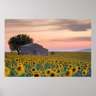 Flowers Sunflower Field Provence, France Poster