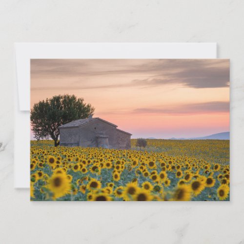Flowers  Sunflower Field Provence France Thank You Card