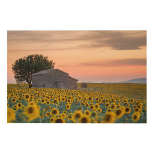 Flowers Sunflower Field Provence, France Wood Wall Art