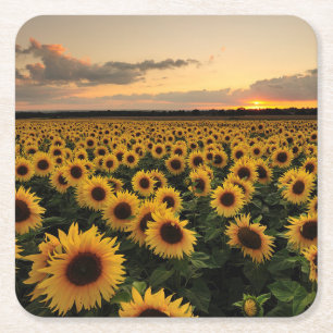 Flowers Sunflower Field Square Paper Coaster