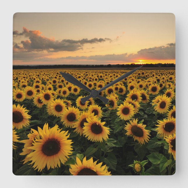 Flowers | Sunflower Field Square Wall Clock (Front)