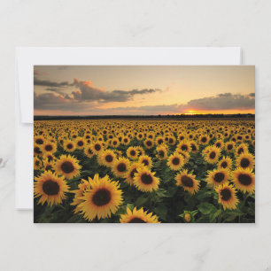 Flowers   Sunflower Field Thank You Card