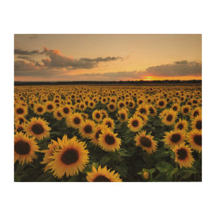Flowers Sunflower Field Wood Wall Art