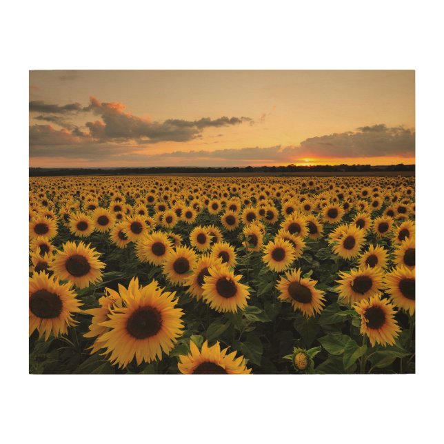 Flowers | Sunflower Field Wood Wall Art (Front)