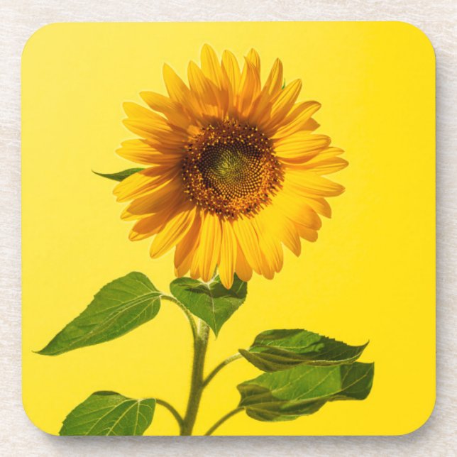 Flowers | Sunflower on Yellow Beverage Coaster (Front)