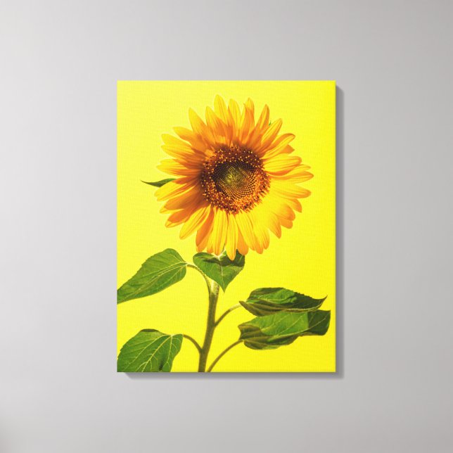 Flowers | Sunflower on Yellow Canvas Print (Front)