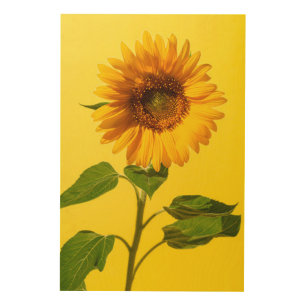 Flowers Sunflower on Yellow Wood Wall Art