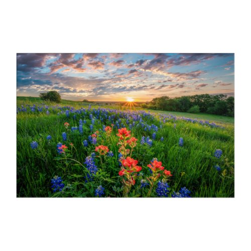 Flowers  Texas Bluebonnets  Indian Paintbrush Acrylic Print