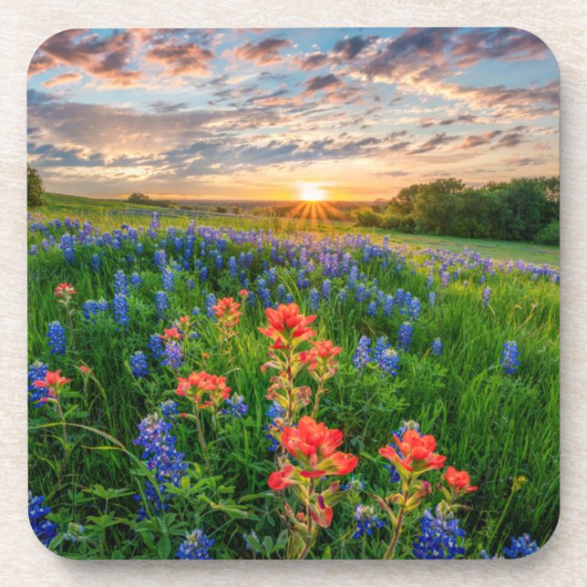 Flowers | Texas Bluebonnets & Indian Paintbrush Beverage Coaster (Front)