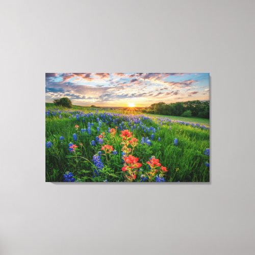 Flowers  Texas Bluebonnets  Indian Paintbrush Canvas Print