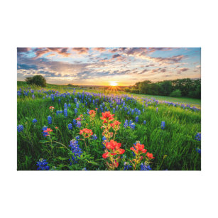 Flowers   Texas Bluebonnets & Indian Paintbrush Canvas Print