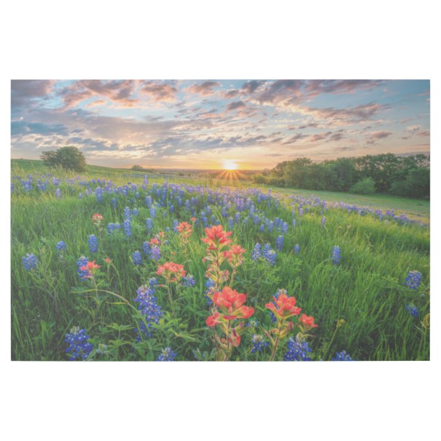 Flowers | Texas Bluebonnets & Indian Paintbrush Gallery Wrap (Front)