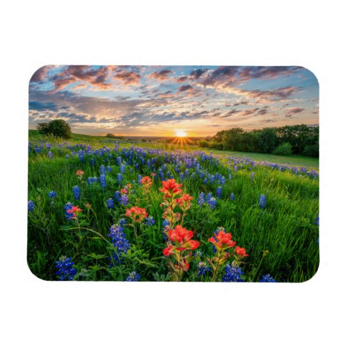 Flowers  Texas Bluebonnets  Indian Paintbrush Magnet